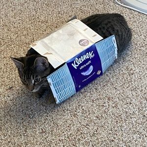 Meet your Posher, Henry